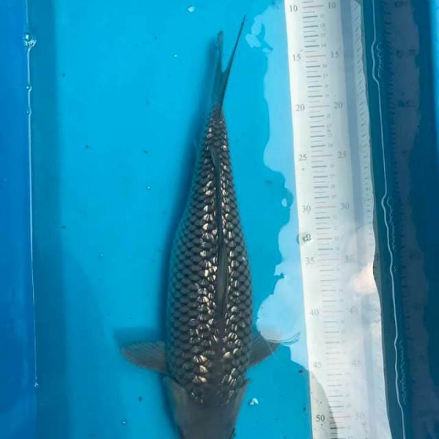 Soragoi 40cm
