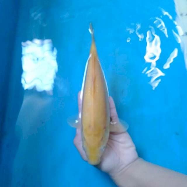 Karashi 25 cm.