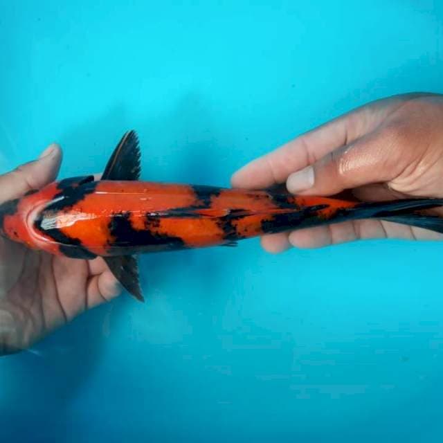 Hiutsuri