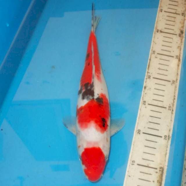 32cm RAPI SANSHOKU