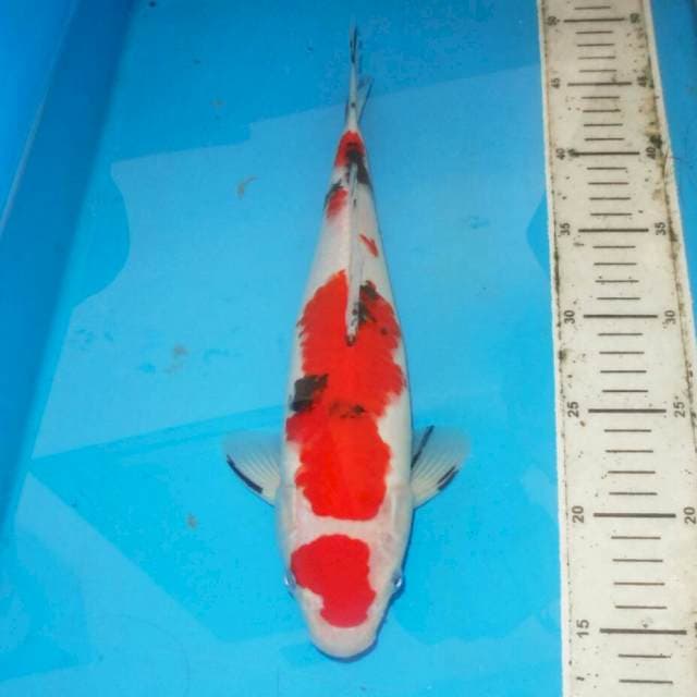 32cm SANKE HQ