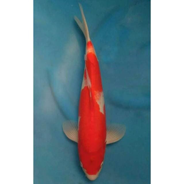 Ogata Kohaku Merah