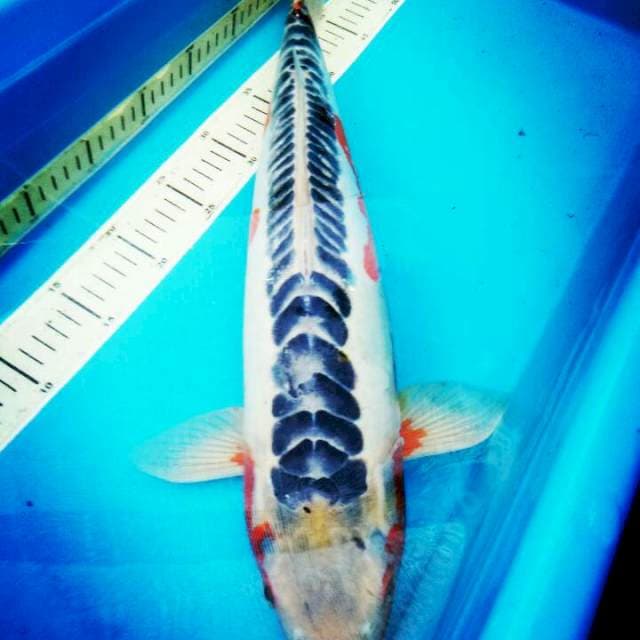 SHUSUI..JUMBO RING JUOSS..50CM