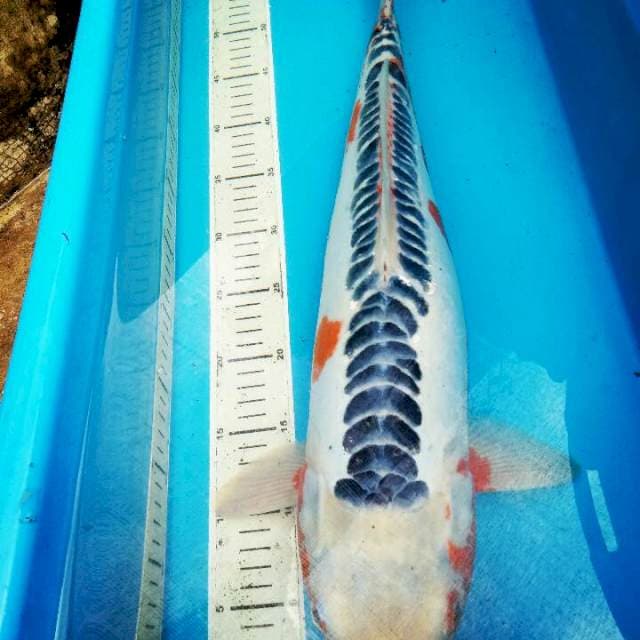 SHUSUI..JUMBO 57CM..JUOOSSS