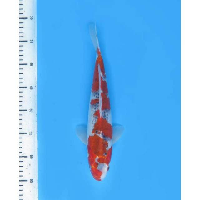 Red Goshiki Zig Zag , 32cm