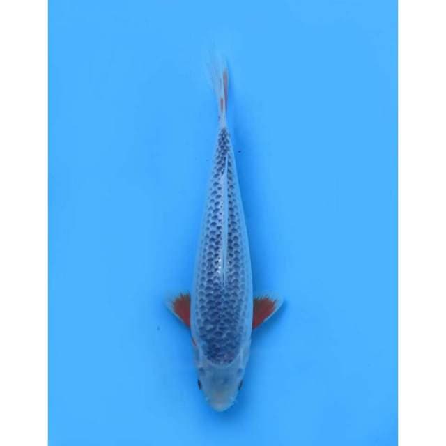 F1 Birunya Asagi , 32cm