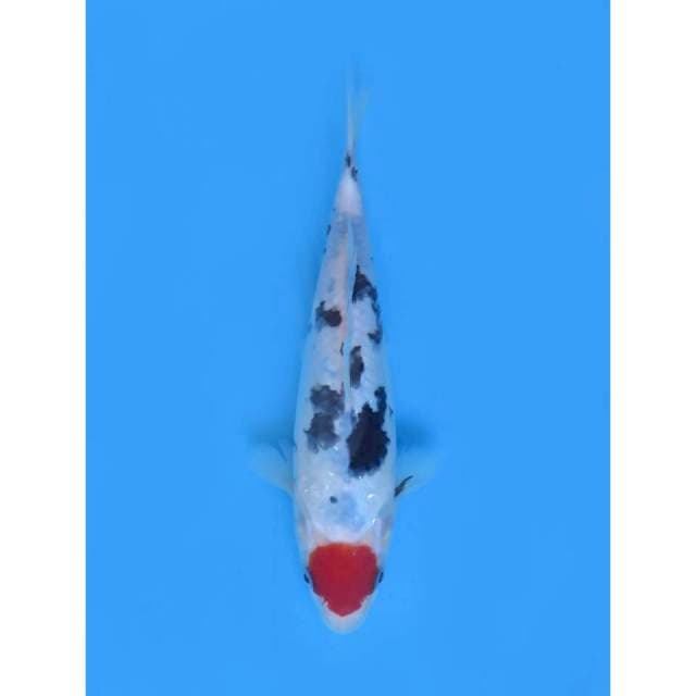Tancho Sanke Prospek Show , 28cm