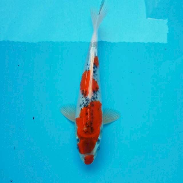 Kucibeni ghosiki*25cm