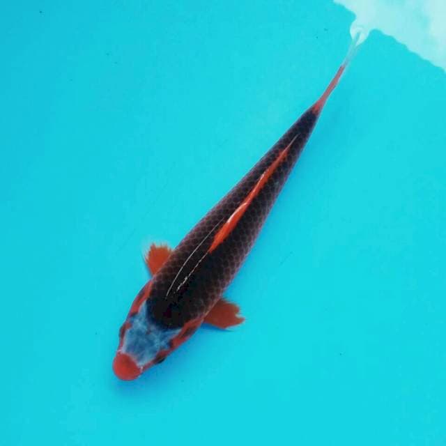 Aka matsuba rapi*27cm