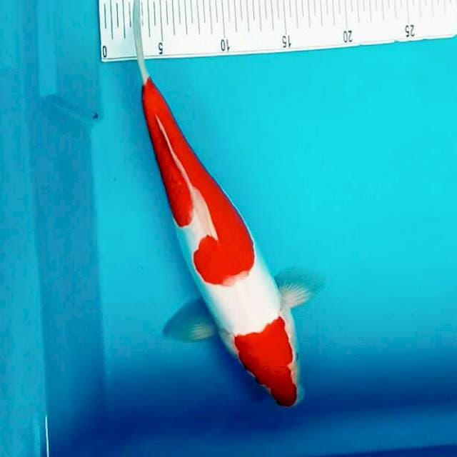 Maruten 2stepp doit kohaku*35cm