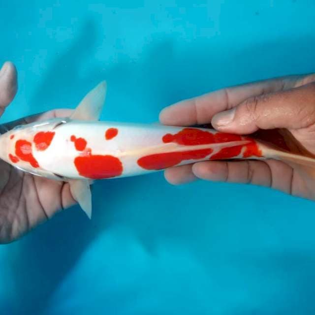 Kohaku