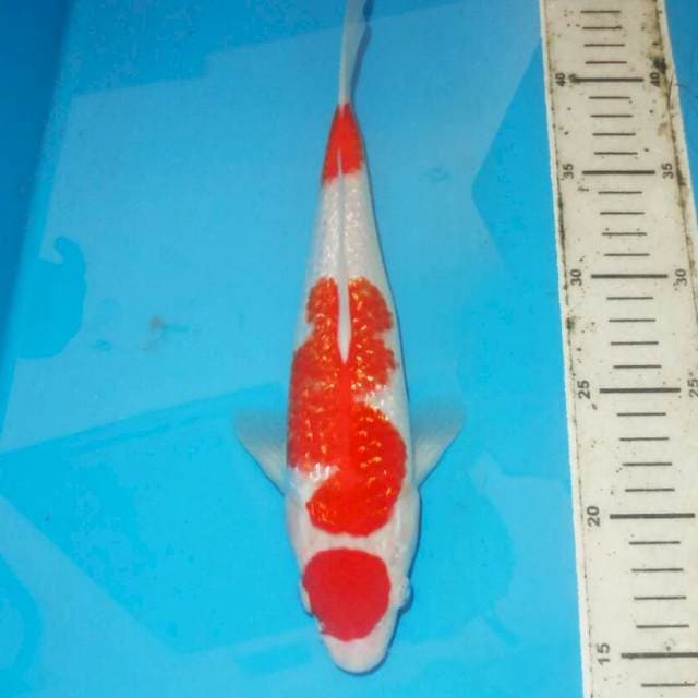 KINGINRIN MARUTEN KOHAKU