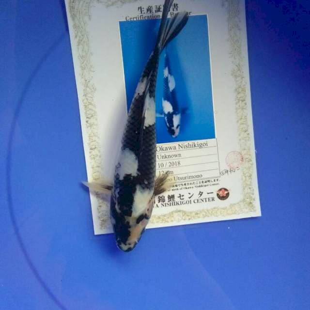 Shiro import serti okawa