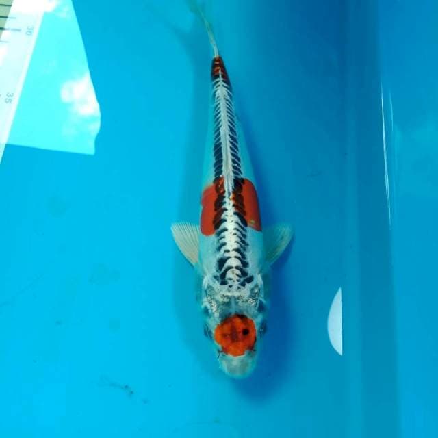 Tancho Goshiki 24 cm