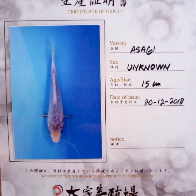 Asagi import ooya serti