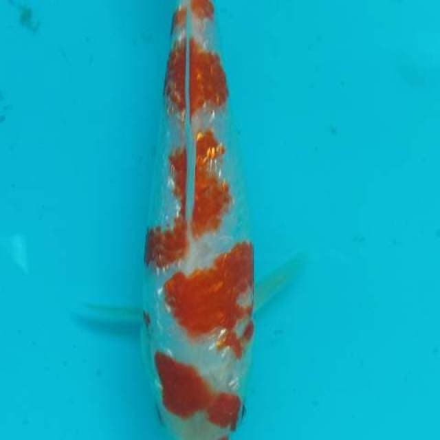 Kohaku ginrin 10 cm
