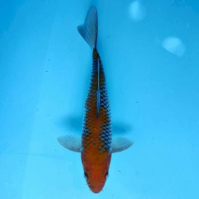 OCHIBA 25cm