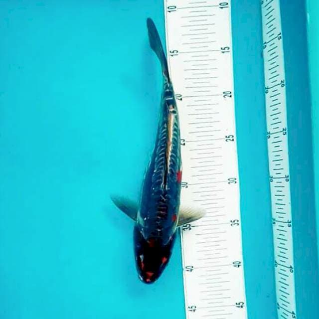 Srikandi*32cm
