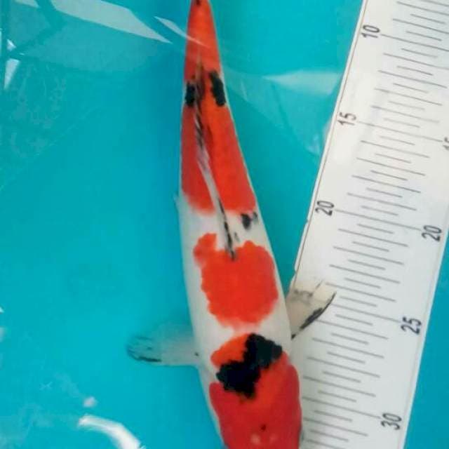 Arjuna sanke *34cm