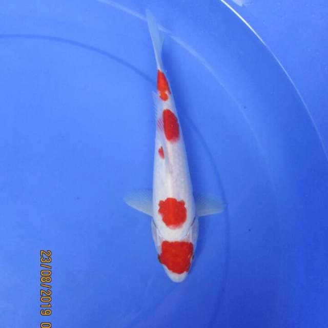 Subaki25bu