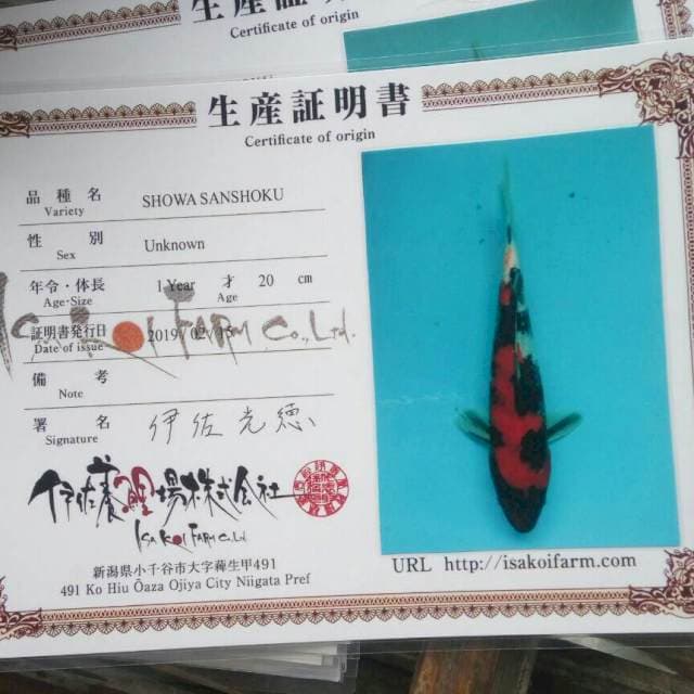 Showa isa koi farm