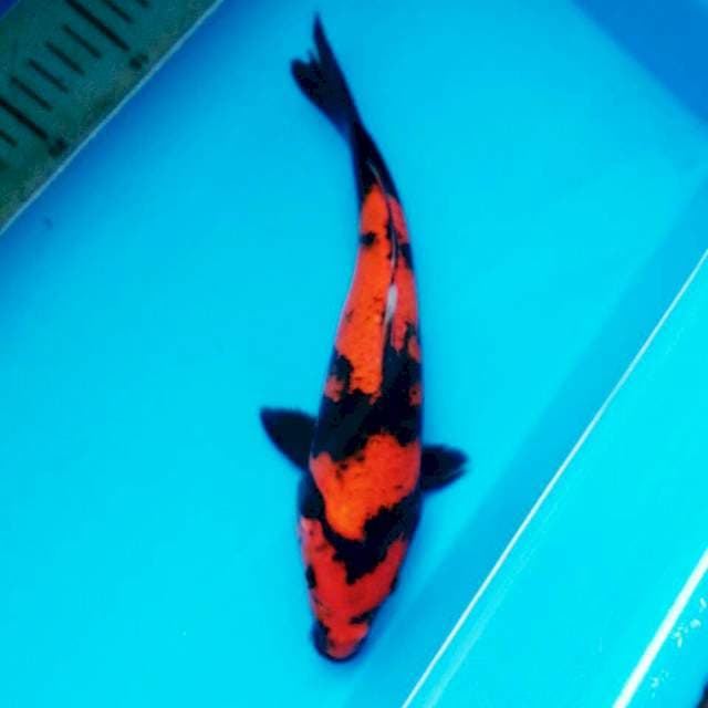 HI UTSURI T110 26CM FEMALE