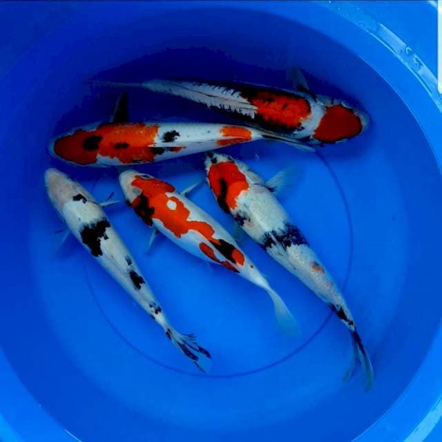 Mix 5 ekor 30-35 cm