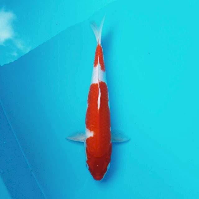 4. Kohaku #32cm