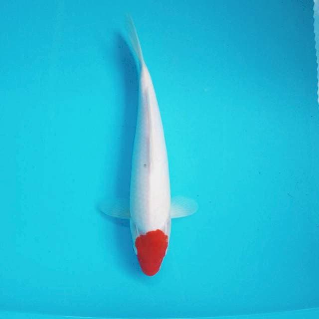 5. Tancho kohaku #31cm