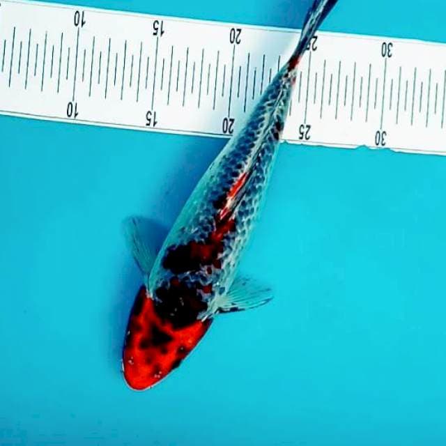9. Goshiki ± 28cm