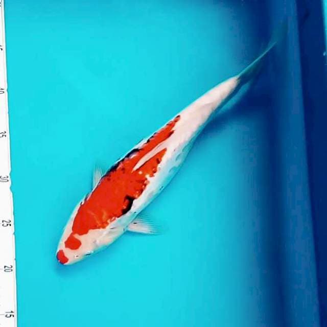 13. Kucibenikumon ±33cm