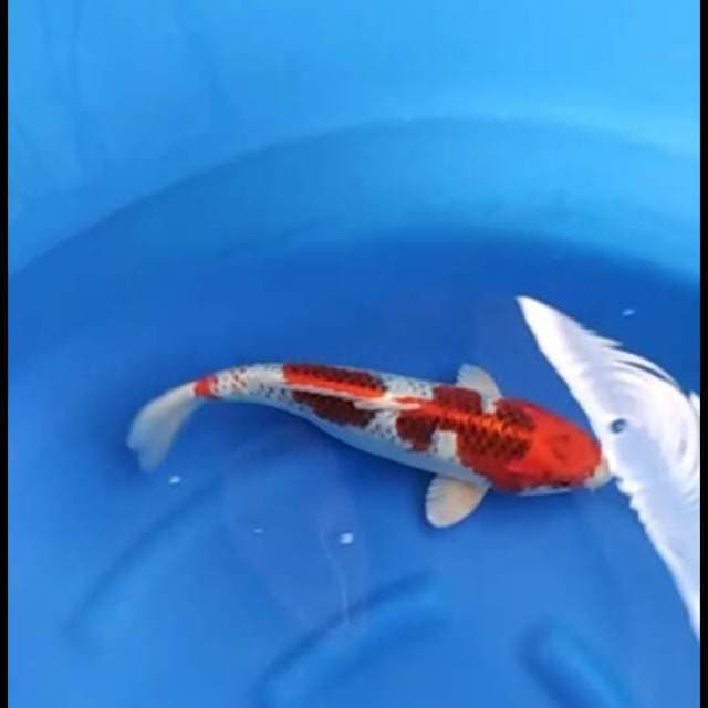 F1 kaneko kujaku