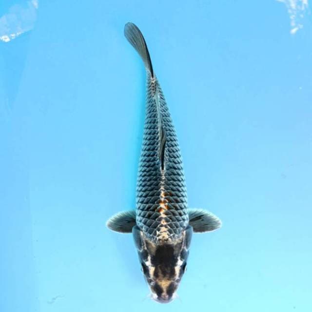 SISIK COBRA NET RAPI 35 CM