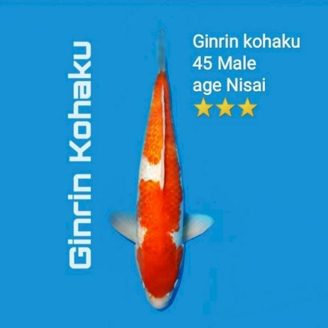 Kohaku Ginrin