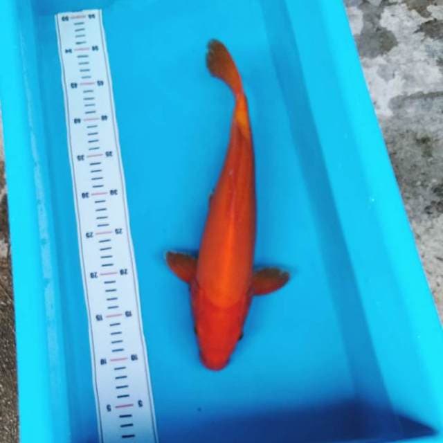Benigoi super merah