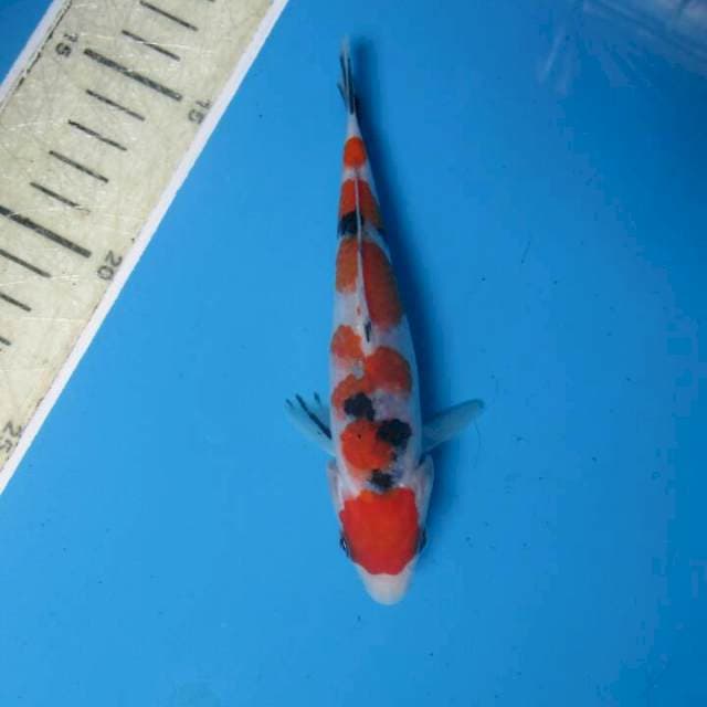 Subaki15bu