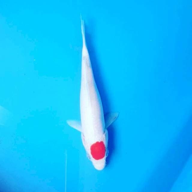 TANCHO