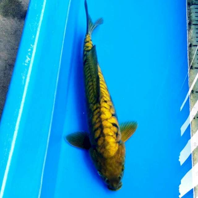 MIDORI 35 MALE T121 SS NAGA
