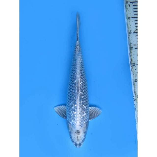 F1 Jenis Antik , 37cm