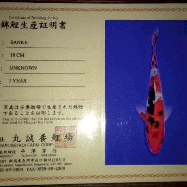 Sanke 18 cm (Marusei). Import dan Sertifikat