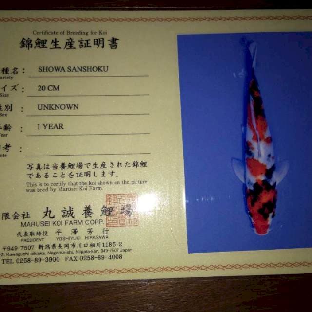 Showa Sanshoku 20cm (Marusei). Import dan Sertifikat
