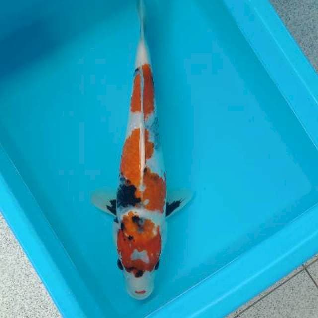 SHOWA 42 CM