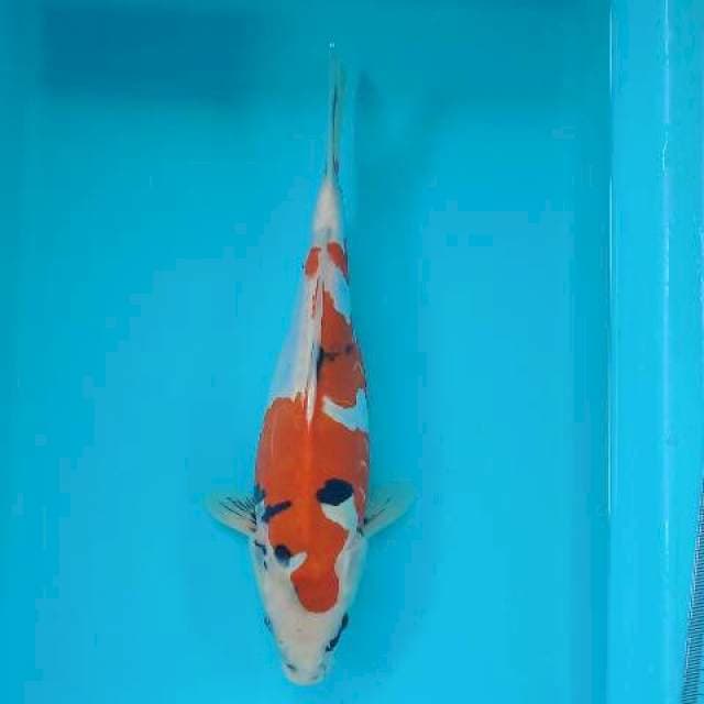 SHOWA 32 CM