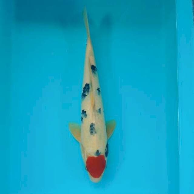 TANCHO SANKE 32 CM