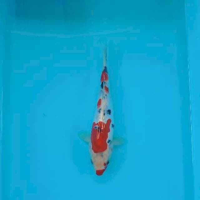 SANKE TATEGOI 24 CM