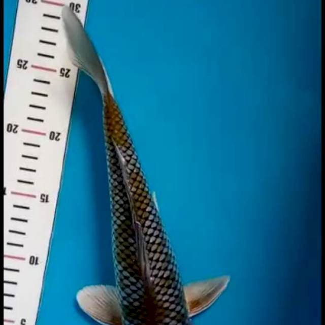 Ochiba Sirip Hikari ~ 31 cm