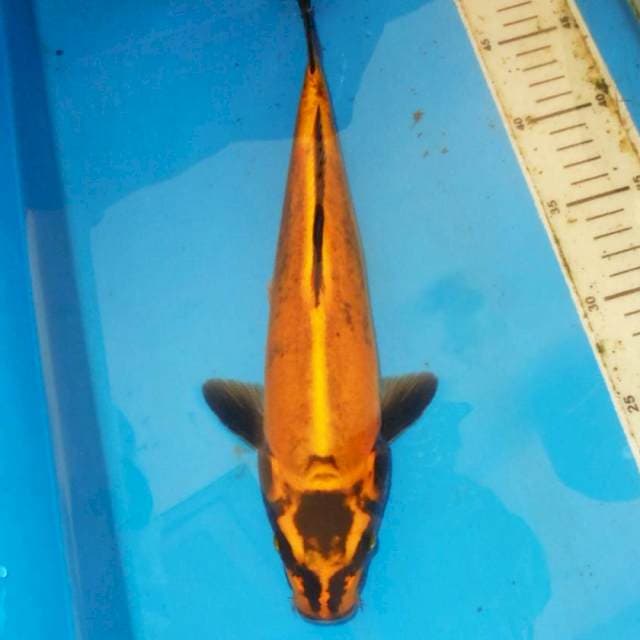 SANGPIS KAWARIMONO UNIQUE