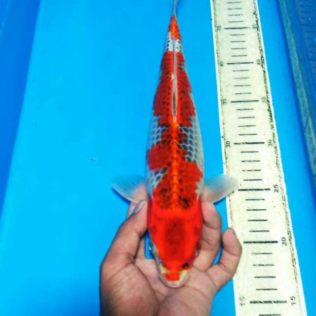 Red Ghosyki