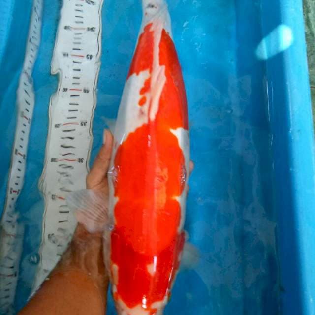 Kohaku Doit Jumbo 55cm