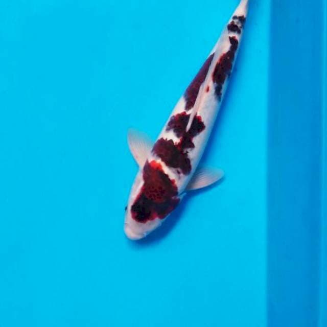 Ghoromo 35 cm